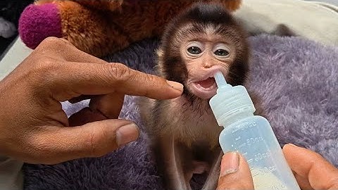 OMG BABY MONKEY RUBY