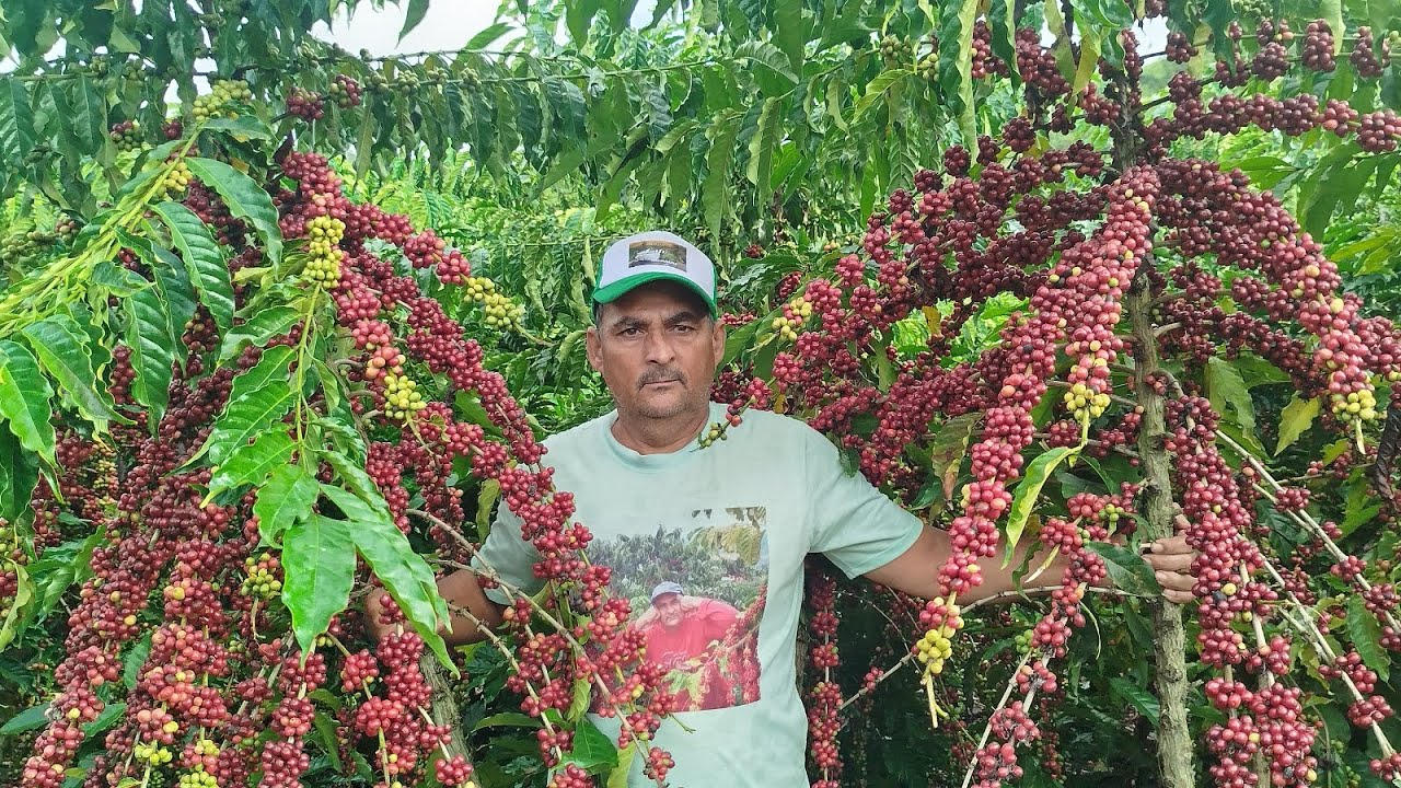 #.ESTA LAVOURA VAI DAR MAIS DE 20 LITROS POR PÉS DE CAFÉ.COM (3) GALHOS