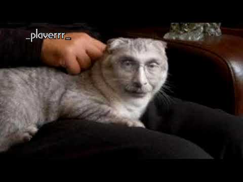 Друзь с котом мем