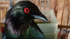 Edan Burung Cucak Keling Jinak - Gacor | ÙƒÙˆÙƒØ§Ùƒ Ø¨Ø±Ø´Ø§Ù… ØºØ§ÙƒÙˆØ± | rippled birds  - Durasi: 3:03. 