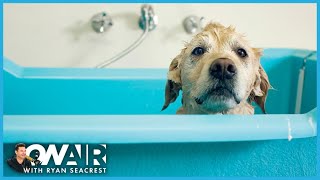 Here's a Hack to Keep Your Dog In Place During a Bath | On Air with Ryan Seacrest