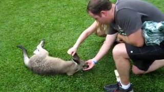 Australia Zoo Feeding Kangaroos.MOV