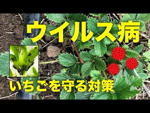 いちごの病気 いちごのウイルス病の原因と対策をプロが解説 Youtube