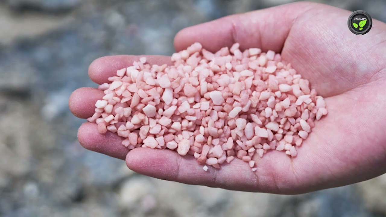 ಕಾಫಿ ಪೋಷಕಾಂಶ ನಿರ್ವಹಣೆ - ಡಾ. ವೇಣುಗೋಪಾಲ ಎಮ್. ಎನ್. | Nutrient management in coffee