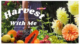 Relaxing Garden Work Day & Harvest With Me | Fruits, Herbs & Cut Flowers