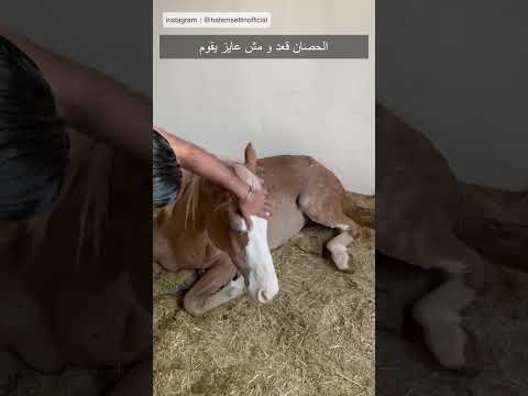 الحصان قعد و مش عايز يقوم ٦٠شو مع الدكتور حاتم ستين