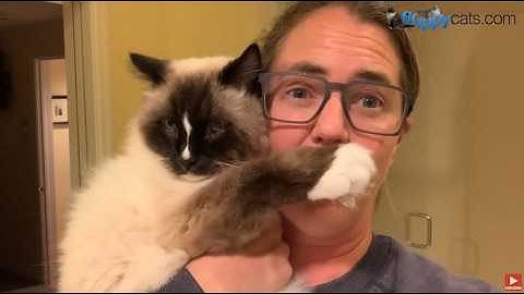 My Cat and I Tried PetMedella and CBH Energetics Scans and Here