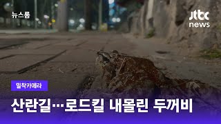 [밀착카메라] 잇단 로드킬…차도 건너는 두꺼비의 '목숨 건 산란' / JTBC 뉴스룸