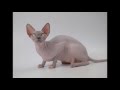 Pictures of my cat breed Peterbald の動画、YouTube動画。