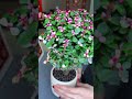 Golden Branches and Jade Leaves: The Perfect Lazy Green Plant for Beginners