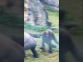 Jabali 找Tayari 玩😆🤣 #gorilla #zoo
