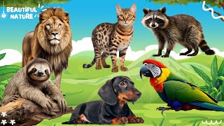 Wild Animal Sounds In Peaceful: Lion, Cat, Raccoon, Parrot, Dog, Sloth | Lovely Animal Moments by Beautiful Nature 32 views 1 day ago 10 minutes, 18 seconds