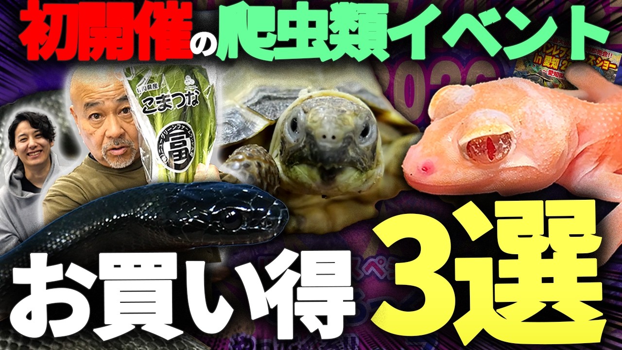 初開催のレプタイルズショーのオススメ爬虫類紹介！【ジャパンレプタイルズショーin愛知】