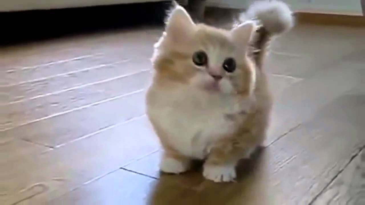 This Is Cute  Fat  Cat  She s Enjoy Playing With Me YouTube