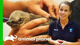 Struggling Baby Penguin Gets First Visit From Vet | The Zoo