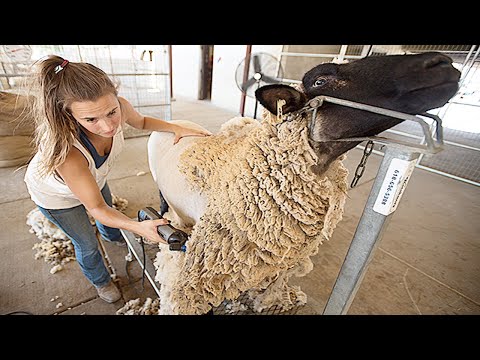 Amazing Modern Automatic Sheep Farming Technology - Fastest Shearing, Cleaning and Milking Machines