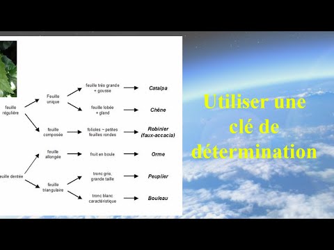 Vidéo: La clé dichotomique est-elle utile aux scientifiques ?