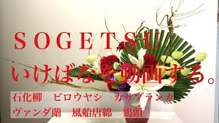嶋直香生け花を動画する。No.324