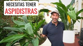 NECESITAS ESTA PLANTA: cómo cuidar LA ASPIDISTRA o PILISTRA || en20metros