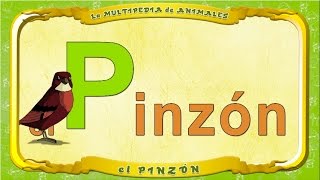 La Multipedia De Animales. Letra  P - El Pinzón