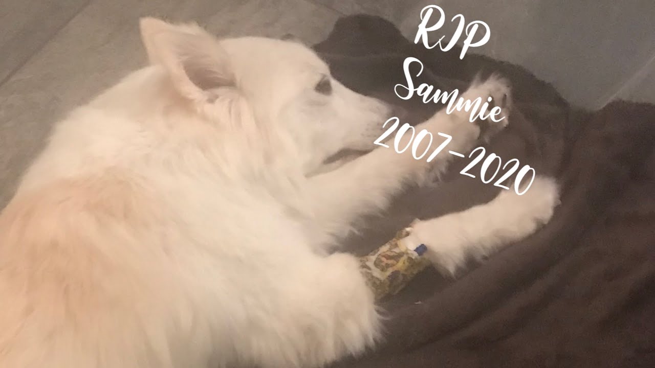 My Dog Died YouTube
