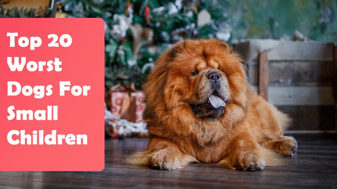 what is the worst dog breed