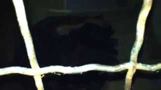 Deutsche Jagd Terrier - Prizren Kosova