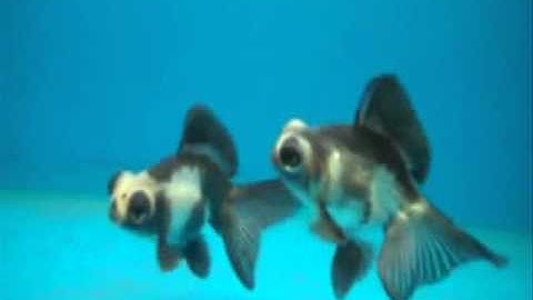 Cá Vàng Panda Butterfly - Thiên Đường Cá Cảnh