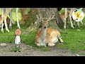 معلومات عن حيوان الغزالة للأطفال Information About Deer For Children تعلموا مع سفروت كوكب المرح 