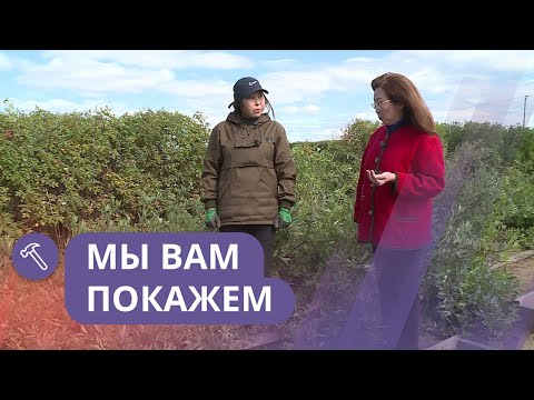 Видео: Северо-восточное садоводство – выполнение задач по садоводству в августе
