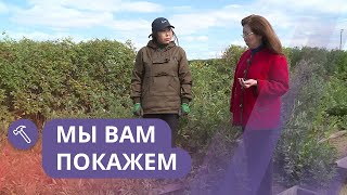 Мы вам покажем: Выращивание вишни