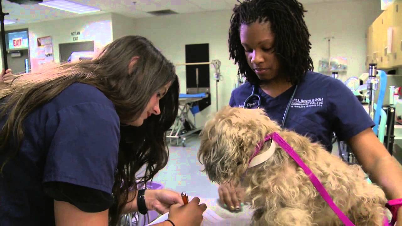 Veterinary Technology YouTube
