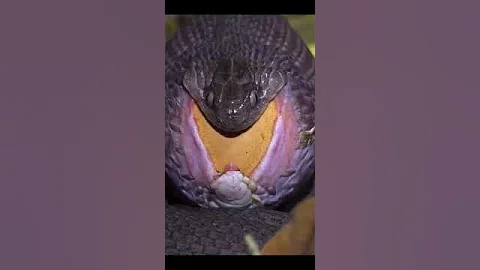 snake egg,snake,african egg eating snake,snake eggs,egg eating snake,snakes,snake eating egg, eating