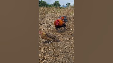 gà rừng mái gọi trống bây đập cánh cực hót.pub qaib qus xeev lau ya ntxuaj ti zoo tiag tiag