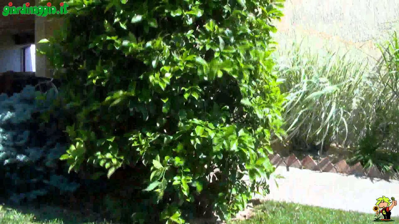 Come progettare un giardino soleggiato youtube Progettare un giardino