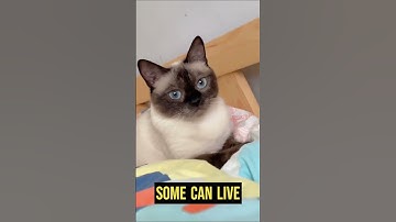Siamese Cats Intelligence #viral