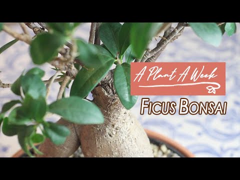 Ficus Ginseng Bonsai Care | A Plant A Week