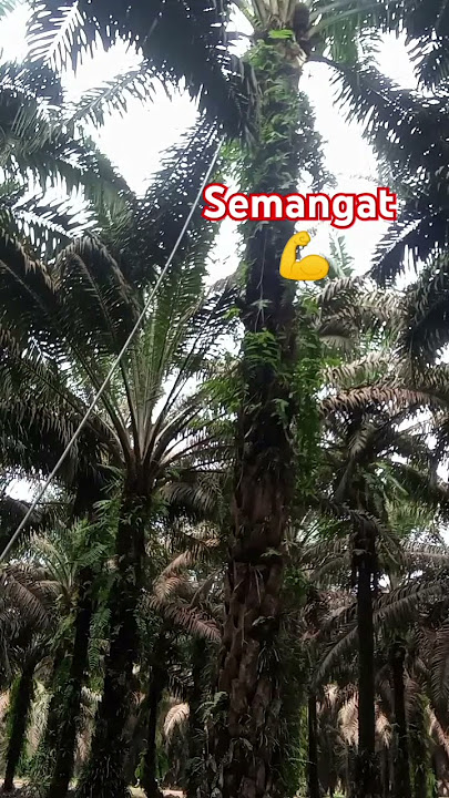 hampir aja di timpa pelepah sawit  #duet #sawitbuahpasir #farming #muatsawitkeram #humor
