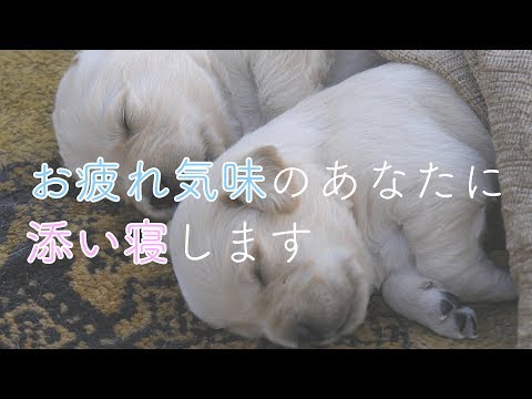 【男性向け】お疲れ気味のあなたに添い寝します【音声】