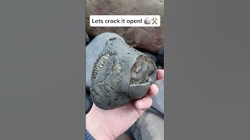 Golden Ammonite found on the beach! 🤯 #fossilhunting #fossils #shorts #coast #rock #beach #ammonite