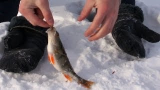 Ловля окуня зимой на мормышку Ловля окуня зимой на мормышку