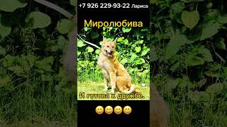 Аля срочно ищет дом!!! #спасисобаку #помощь #животные #суперсобака