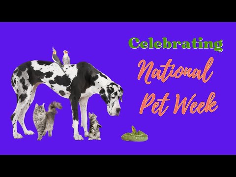 Video: Come celebrare la National Dog Week!