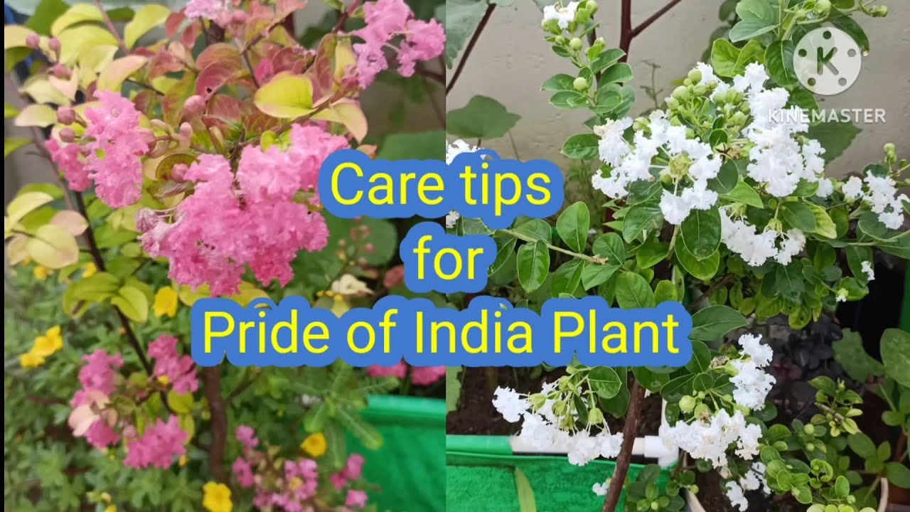 All about pride of lndia/Crape myrtle|How to grow and care Sawani plant 