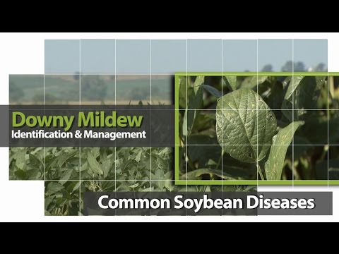 วีดีโอ: ข้อมูลเกี่ยวกับเชื้อรา Impatiens - ทางเลือกของพืชสำหรับ Impatiens Downy Mildew