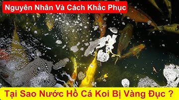 Tại Sao Nước Hồ Cá Koi Vàng Đục Và Nổi Bọt Có Mùi Tanh ? Nguyên Nhân Và Cách Khắc Phục #vicakoi