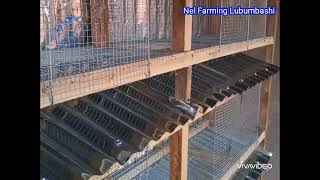 Fabrication des cages lapin à Lubumbashi #élevage #ferme #animals