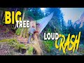 64 big tree  loud crash