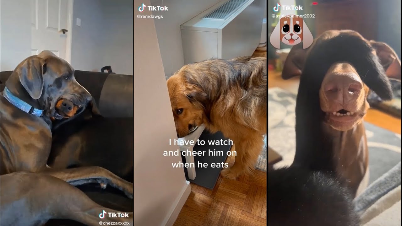Can Someone Tell Me Why My Dog Acts Like This YouTube Can Someone Tell Me Why My Dog Acts Like This YouTube