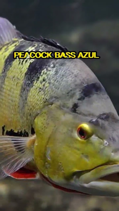 TYPES OF PBASS FISH! DO YOU KNOW THEIR NAMES?